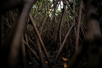 Mangrove roots in tropical wetland