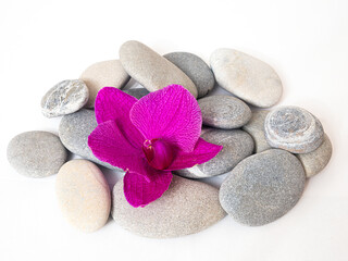 Storczyki. © Janusz Lipiński