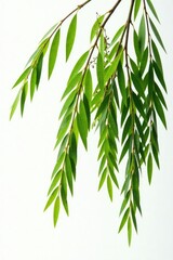 Obraz premium Long willow branches on a stark white background, elegant, slender, flowing
