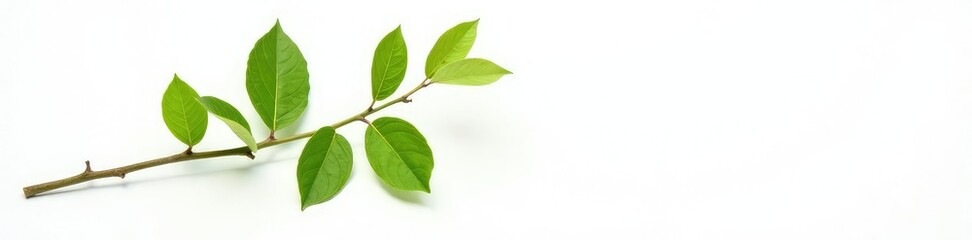 Fototapeta premium Single branch with green leaves against white background, , isolated nature, simplicity