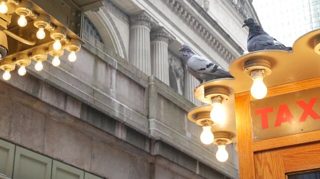 New York City, American Grand Central Terminal railway station building, 42 street. Manhattan Midtown. Yellow taxi kiosk, telephone call box with bulb lights on Pershing Square, NYC, USA. Pigeon bird.