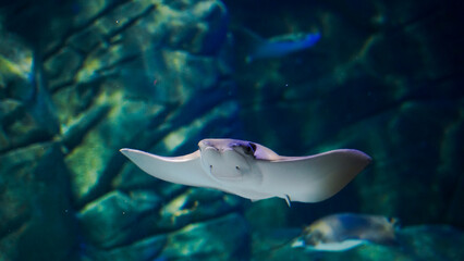 Bellas imagenes de animales acuaticos, de cerca y apreciando sus vividos colores y formas. 