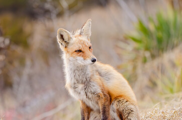 Red Fox sitting