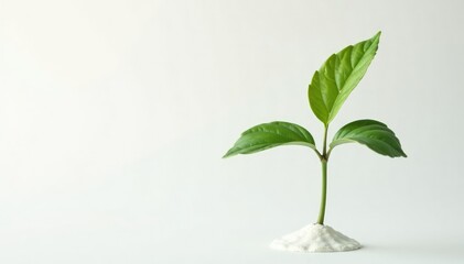 Obraz premium Single, delicate sapling against pure white backdrop, background, leaf