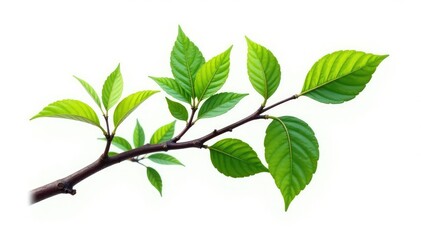 Fototapeta premium Single isolated branch with intricate details, texture, detail