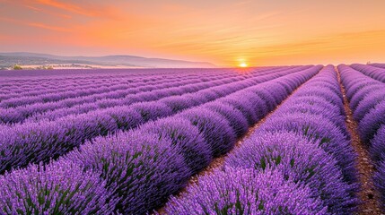 Obraz premium Sunrise over Lavender Fields