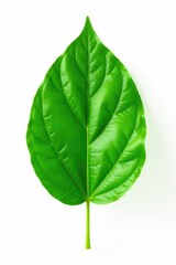 Obraz premium A single leaf with veins isolated on white background, plant, solitair