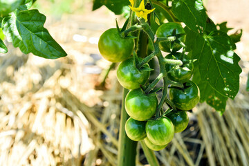 まだ青いミニトマト