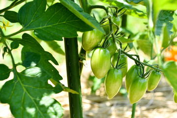 まだ熟れていないミニトマト