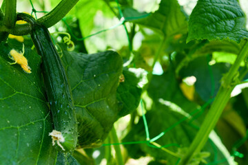 新鮮なキュウリ