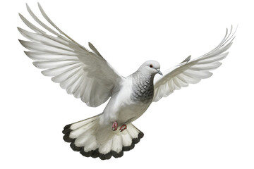 Obraz premium dove bird isolated on transparent background