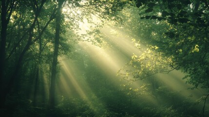 Sunlight filtering through the woodland canopy