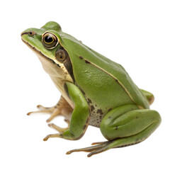 Obraz premium Green Frog AI Generated Image