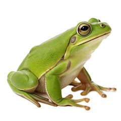 Obraz premium Green Frog AI Generated Image