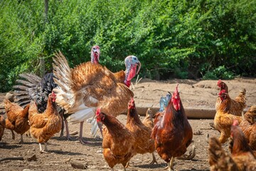 Turkeys and chickens in a sunny farm setting.