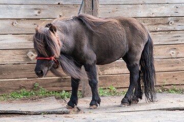 Black Shetland Pony Standing in Barnyard: Robust black Shetland pony with a thick mane and tail, standing majestically in a rustic barnyard setting.