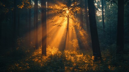 Golden Rays of Dawn in Enchanting Forest