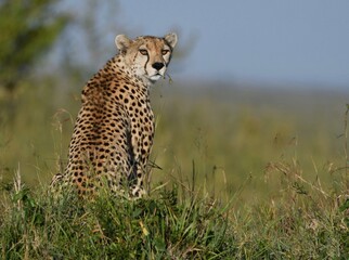 Cheetah observing the African Savannah 
