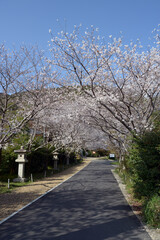 大石神社　参道の桜　京都市山科区