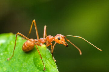 Red ant walking on green leaf in natural habitat
