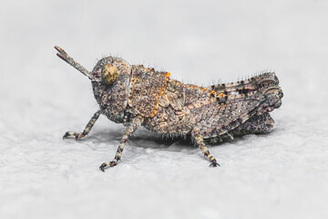 Grasshopper standing on white surface showing its antennae