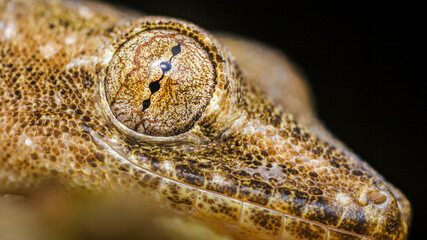 Gecko eye and scaly skin close-up on black background