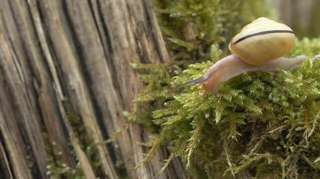 Cepaea nemoralis chiocciola