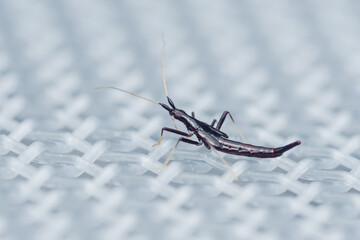 Thread-legged bug walking on white plastic netting