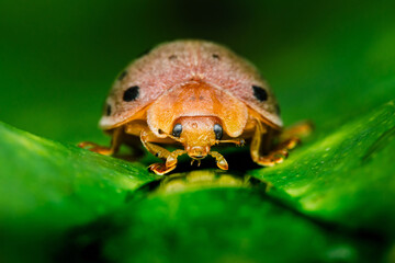 Tortoise beetle exploring green leaf in close-up macro photography