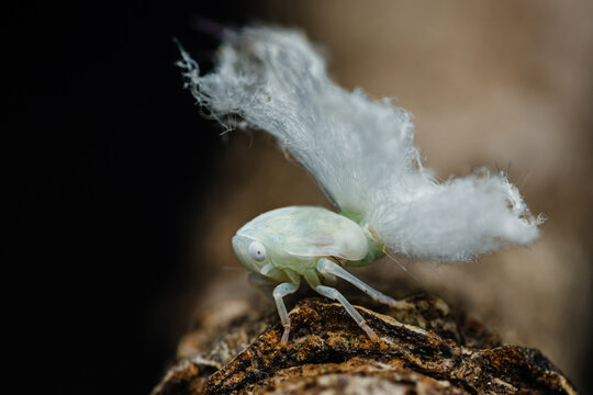 Flatid planthopper nymph showing its waxy secretions on a branch