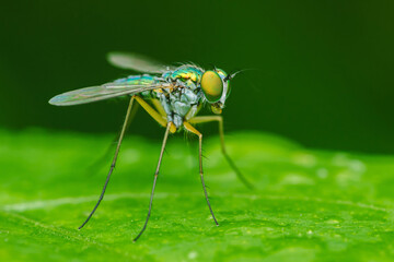 Long-legged fly standing on a vibrant green leaf