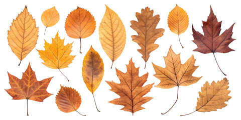 A collection of autumn leaves showcasing nature's vibrant fall palette with warm golden and brown hues against a stark white backdrop.