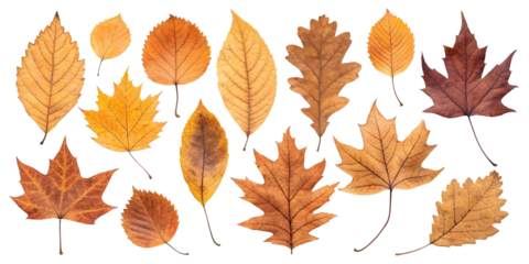 A collection of autumn leaves showcasing nature's vibrant fall palette with warm golden and brown hues against a stark white backdrop.
