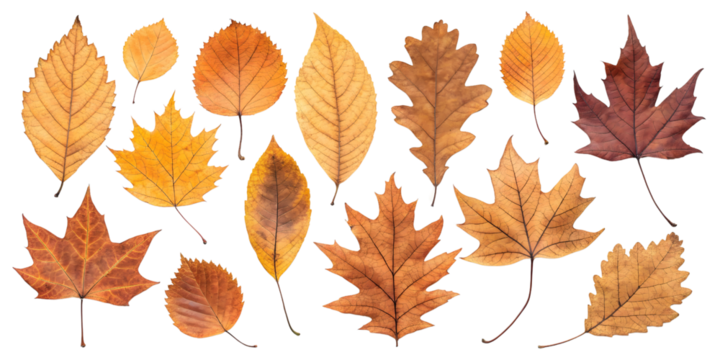 A collection of autumn leaves showcasing nature's vibrant fall palette with warm golden and brown hues against a stark white backdrop.