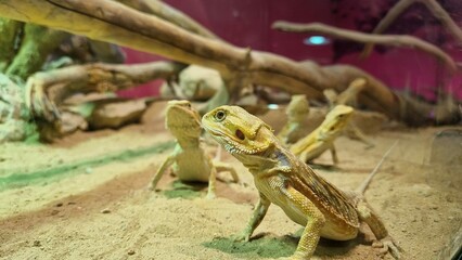 Pogona Female or more commonly known as bearded dragon in a reptile case, Picture of small flat-tailed desert horned lizard resting on rock