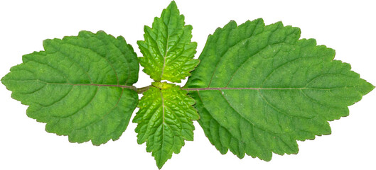 Patchouli leaves (Pogostemon cablin) on a transparent background. Patchouli leaves are the basic ingredient for making essential oils. PNG