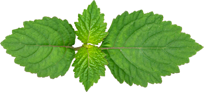 Patchouli leaves (Pogostemon cablin) on a transparent background. Patchouli leaves are the basic ingredient for making essential oils. PNG