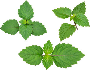 Patchouli leaves (Pogostemon cablin) on a transparent background. Patchouli leaves are the basic...