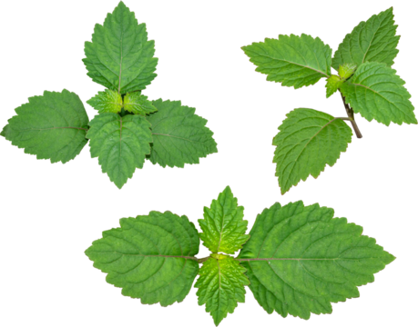 Patchouli leaves (Pogostemon cablin) on a transparent background. Patchouli leaves are the basic ingredient for making essential oils. PNG