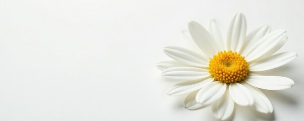 Obraz premium A gentle daisy flower on a pristine white background with intricate details, daisy, floral