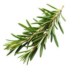 Rosemary Sprig Image