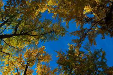 A yellow autumn background. Autumn foliage. Vibrant autumn wallpaper. Yellow trees and leaves backdrop. Leaf pattern with day light. Abstract autumn foliage.