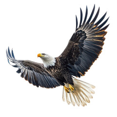 Obraz premium Bald eagle portrait png majestic eagle png bird of prey png detailed eagle png fierce eagle png patriotic eagle png powerful bird png transparent background image
