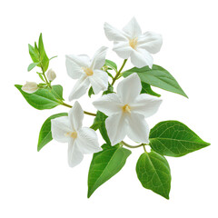 Jasmine detail png fragrant flower png white jasmine png aromatic jasmine png nature blossom png fresh jasmine png floral detail png transparent background image