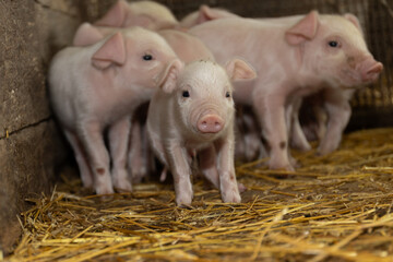 A delightful group of adorable and cute piglets happily gathered together in a cozy, warm barn...