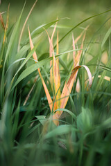 Obraz premium Grass in the autumn forest with yellow and green shades symbolizing the change of seasons.