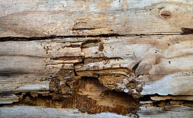 Wooden boards ruined by termite infestation. A termite problem in an old tree. Termite patterns create brittle textures. Repairing termite-damaged wooden frames. Termites infestations destroy wooden.