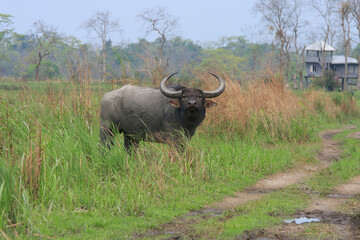 Asiatic Wild Water Buffalo in Kaziranga National Park
