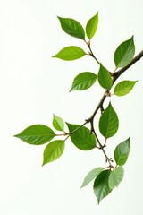 Fototapeta premium Isolated branches with leaves on white background, white, natural