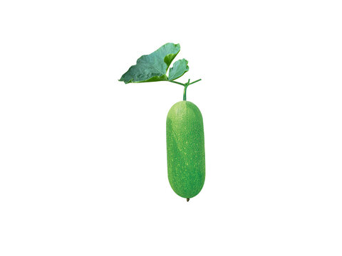 benincasa hispida or fresh green wax gourd isolated on white background